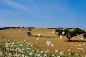 Alentejo peter