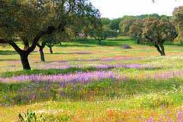 alentejo 2(1)